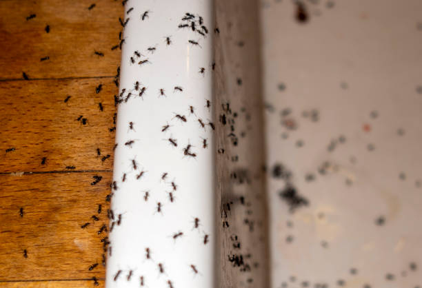 Best Ant Control Services  in Atherton, CA