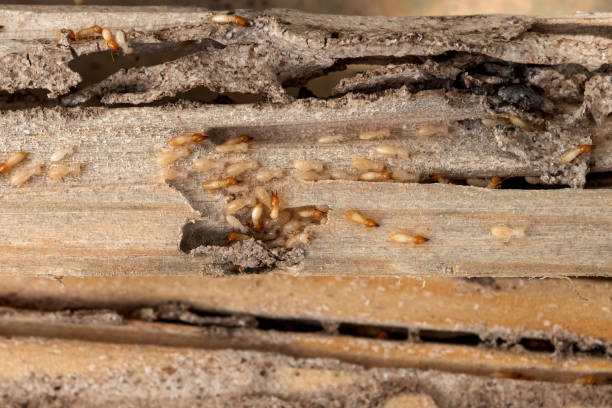 Best Pest Control Near Me  in Atherton, CA